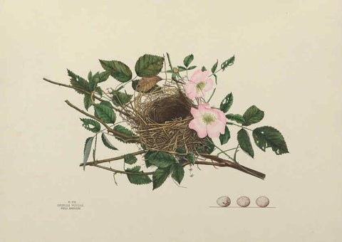 Reproducción/Reproduction 6056084140: Illustrations of the nests and eggs of birds of Ohio. v.1. Circleville, Ohio, U.S.A. :[s.n.],1886 