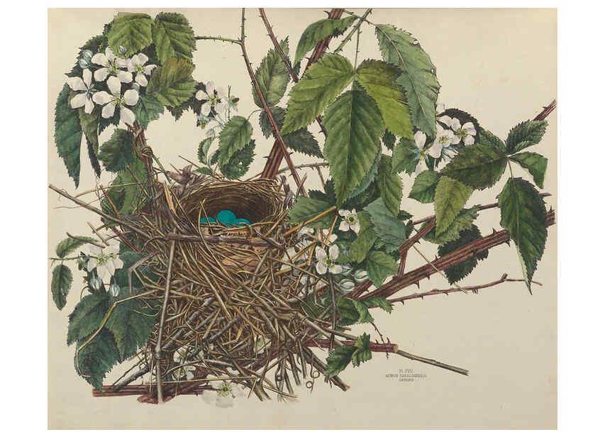 Reproducción/Reproduction 6055537471: Illustrations of the nests and eggs of birds of Ohio. v.1. Circleville, Ohio, U.S.A. :[s.n.],1886 