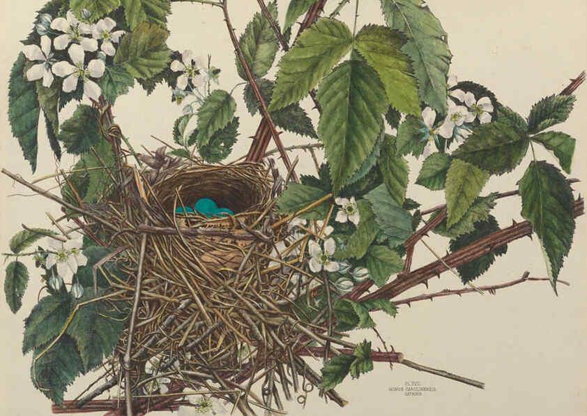 Reproducción/Reproduction 6055537471: Illustrations of the nests and eggs of birds of Ohio. v.1. Circleville, Ohio, U.S.A. :[s.n.],1886 