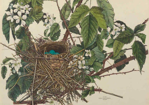 Reproducción/Reproduction 6055537471: Illustrations of the nests and eggs of birds of Ohio. v.1. Circleville, Ohio, U.S.A. :[s.n.],1886 
