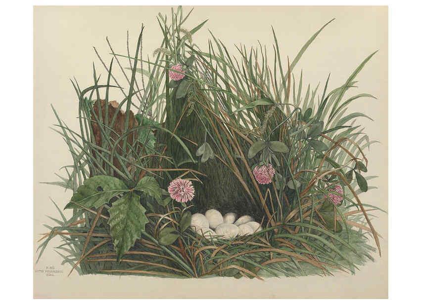 Reproducción/Reproduction 6055537727: Illustrations of the nests and eggs of birds of Ohio. v.1. Circleville, Ohio, U.S.A. :[s.n.],1886 
