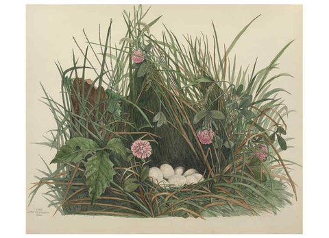 Reproducción/Reproduction 6055537727: Illustrations of the nests and eggs of birds of Ohio. v.1. Circleville, Ohio, U.S.A. :[s.n.],1886 