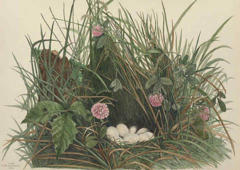 Reproducción/Reproduction 6055537727: Illustrations of the nests and eggs of birds of Ohio. v.1. Circleville, Ohio, U.S.A. :[s.n.],1886 