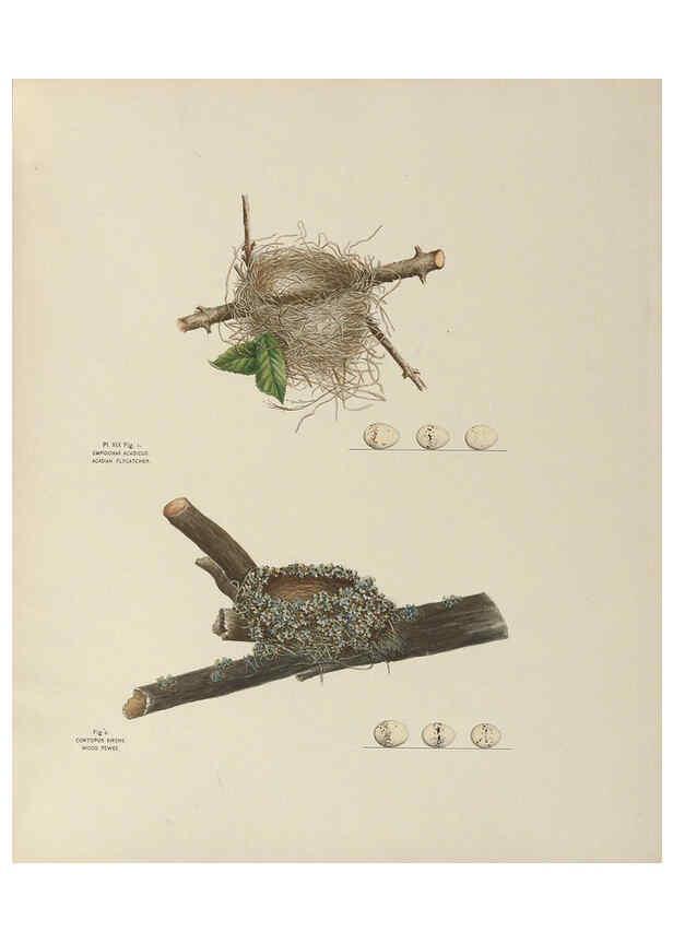 Reproducción/Reproduction 6055537897: Illustrations of the nests and eggs of birds of Ohio. v.1. Circleville, Ohio, U.S.A. :[s.n.],1886 
