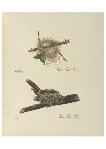 Reproducción/Reproduction 6055537897: Illustrations of the nests and eggs of birds of Ohio. v.1. Circleville, Ohio, U.S.A. :[s.n.],1886 