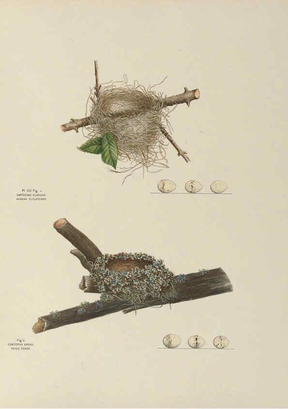 Reproducción/Reproduction 6055537897: Illustrations of the nests and eggs of birds of Ohio. v.1. Circleville, Ohio, U.S.A. :[s.n.],1886 