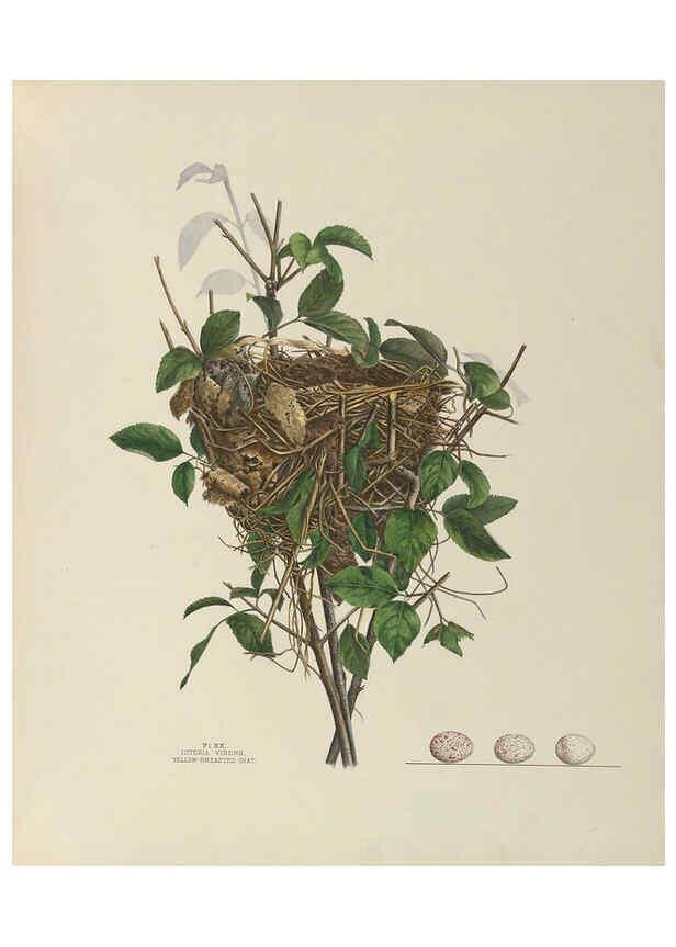 Reproducción/Reproduction 6056085008: Illustrations of the nests and eggs of birds of Ohio. v.1. Circleville, Ohio, U.S.A. :[s.n.],1886 
