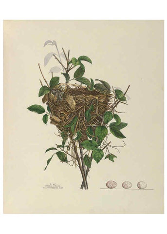 Reproducción/Reproduction 6056085008: Illustrations of the nests and eggs of birds of Ohio. v.1. Circleville, Ohio, U.S.A. :[s.n.],1886 