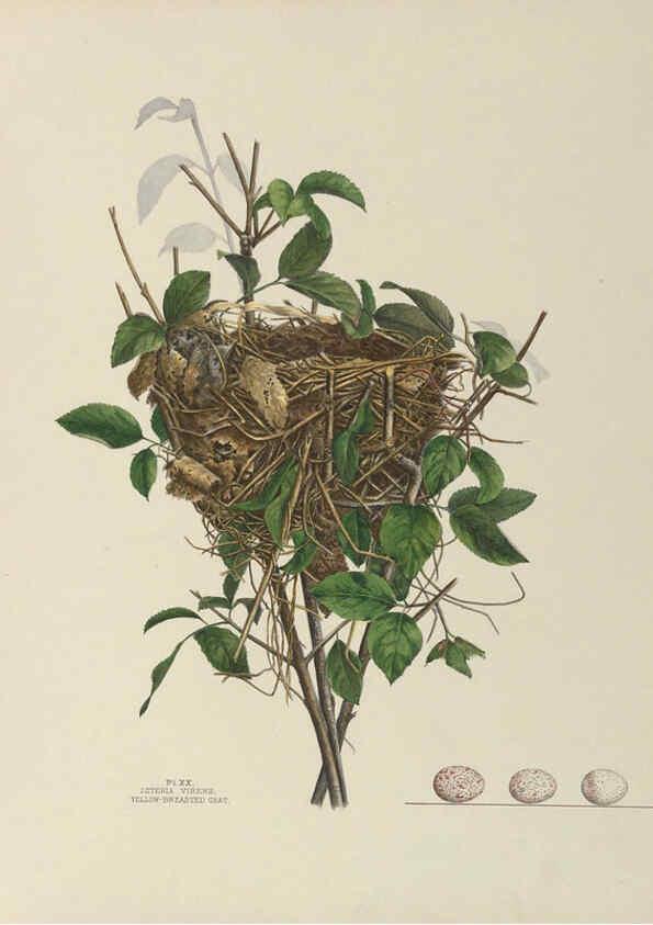 Reproducción/Reproduction 6056085008: Illustrations of the nests and eggs of birds of Ohio. v.1. Circleville, Ohio, U.S.A. :[s.n.],1886 