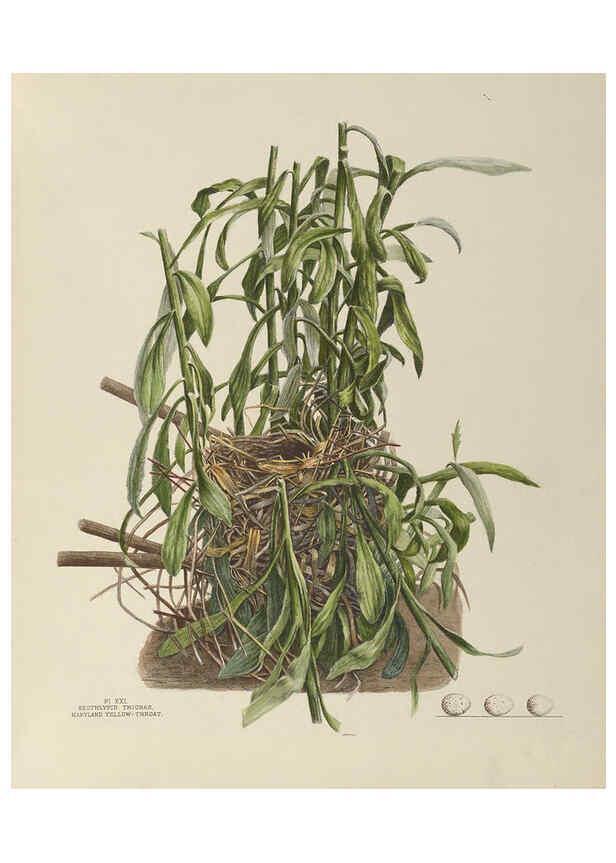 Reproducción/Reproduction 6055538345: Illustrations of the nests and eggs of birds of Ohio. v.1. Circleville, Ohio, U.S.A. :[s.n.],1886 