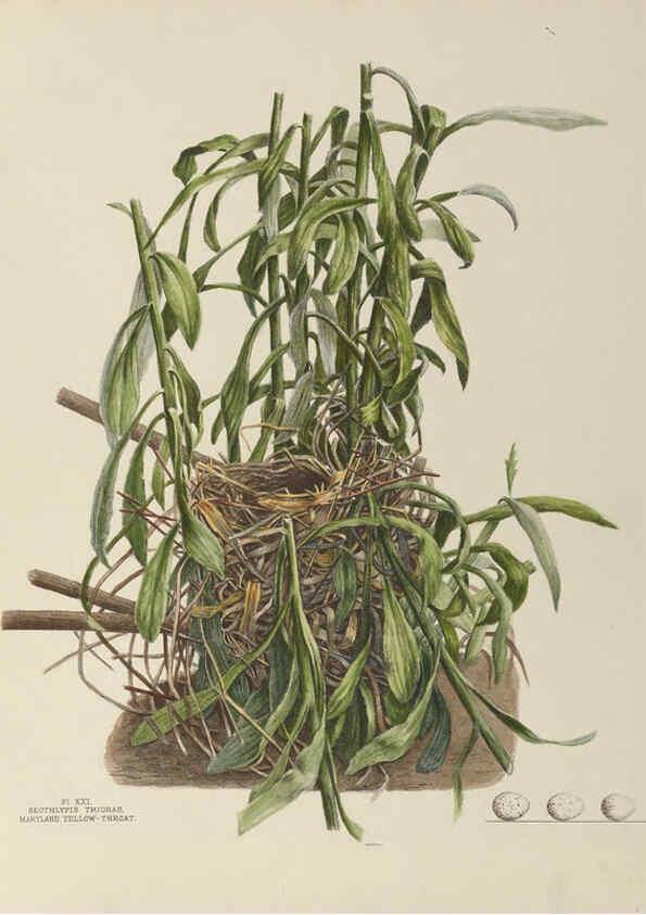 Reproducción/Reproduction 6055538345: Illustrations of the nests and eggs of birds of Ohio. v.1. Circleville, Ohio, U.S.A. :[s.n.],1886 