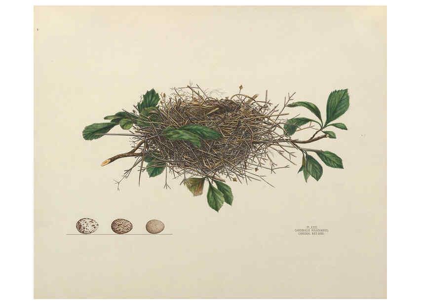 Reproducción/Reproduction 6055538567: Illustrations of the nests and eggs of birds of Ohio. v.1. Circleville, Ohio, U.S.A. :[s.n.],1886 