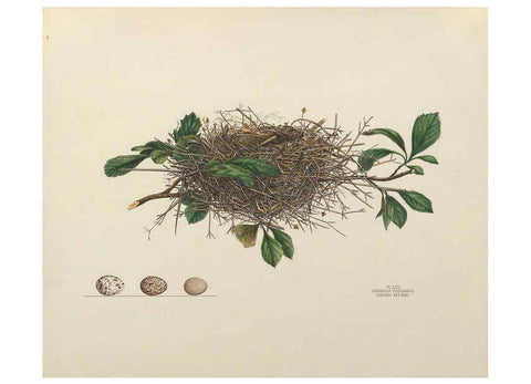 Reproducción/Reproduction 6055538567: Illustrations of the nests and eggs of birds of Ohio. v.1. Circleville, Ohio, U.S.A. :[s.n.],1886 