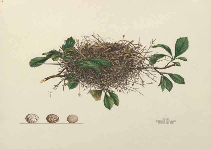 Reproducción/Reproduction 6055538567: Illustrations of the nests and eggs of birds of Ohio. v.1. Circleville, Ohio, U.S.A. :[s.n.],1886 