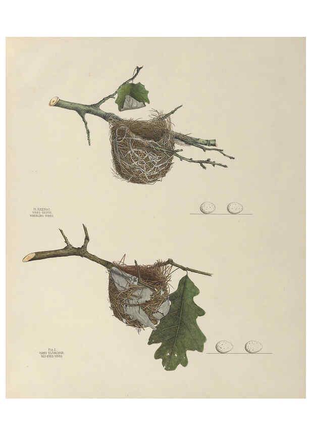 Reproducción/Reproduction 6056085718: Illustrations of the nests and eggs of birds of Ohio. v.1. Circleville, Ohio, U.S.A. :[s.n.],1886 