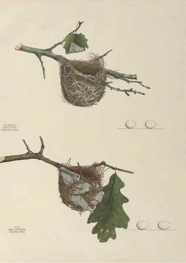 Reproducción/Reproduction 6056085718: Illustrations of the nests and eggs of birds of Ohio. v.1. Circleville, Ohio, U.S.A. :[s.n.],1886 