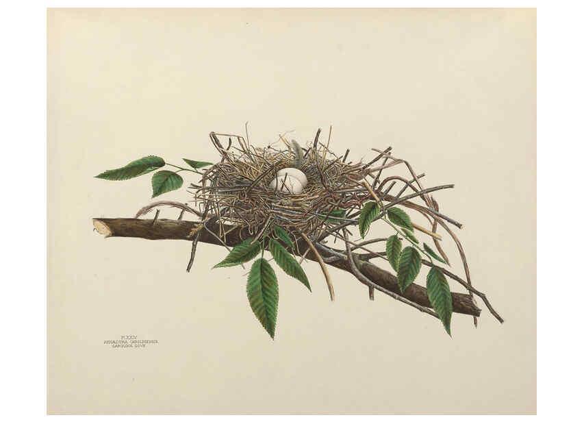 Reproducción/Reproduction 6056085964: Illustrations of the nests and eggs of birds of Ohio. v.1. Circleville, Ohio, U.S.A. :[s.n.],1886 