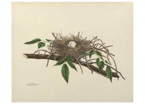 Reproducción/Reproduction 6056085964: Illustrations of the nests and eggs of birds of Ohio. v.1. Circleville, Ohio, U.S.A. :[s.n.],1886 