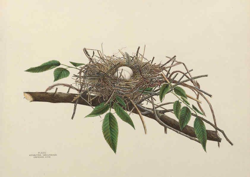 Reproducción/Reproduction 6056085964: Illustrations of the nests and eggs of birds of Ohio. v.1. Circleville, Ohio, U.S.A. :[s.n.],1886 
