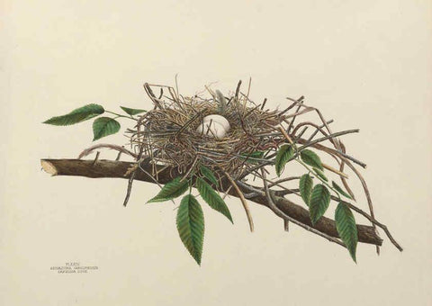 Reproducción/Reproduction 6056085964: Illustrations of the nests and eggs of birds of Ohio. v.1. Circleville, Ohio, U.S.A. :[s.n.],1886 
