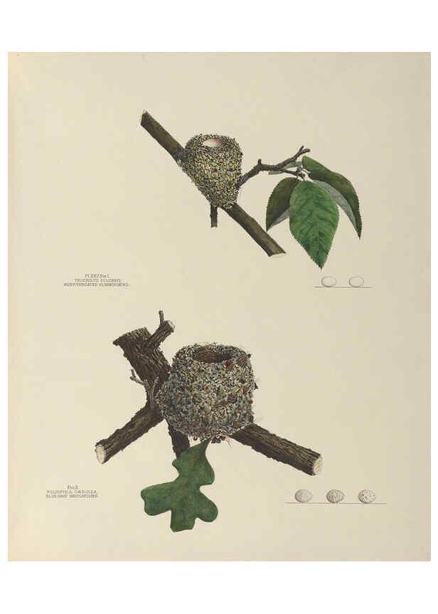Reproducción/Reproduction 6055539259: Illustrations of the nests and eggs of birds of Ohio. v.1. Circleville, Ohio, U.S.A. :[s.n.],1886 