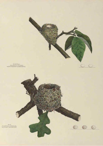 Reproducción/Reproduction 6055539259: Illustrations of the nests and eggs of birds of Ohio. v.1. Circleville, Ohio, U.S.A. :[s.n.],1886 