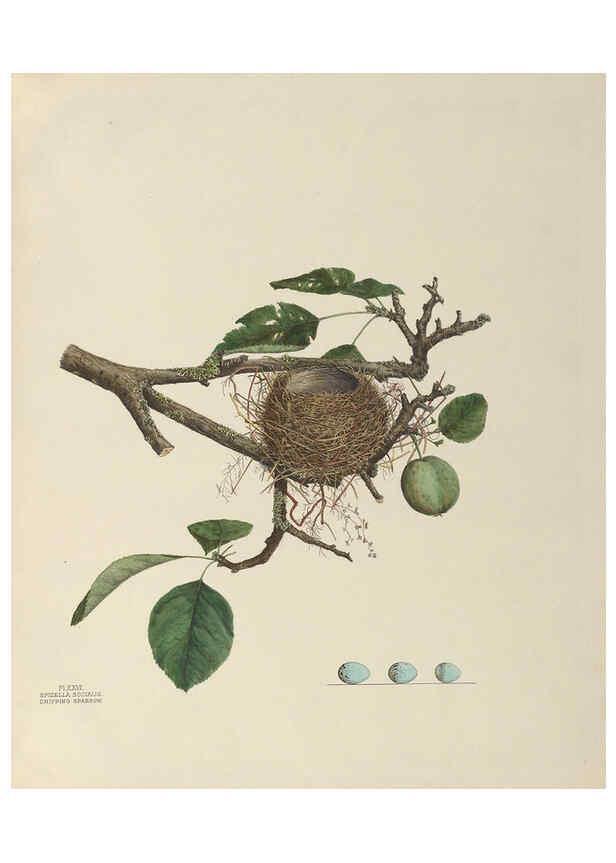 Reproducción/Reproduction 6056086290: Illustrations of the nests and eggs of birds of Ohio. v.1. Circleville, Ohio, U.S.A. :[s.n.],1886 