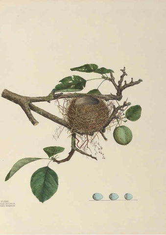 Reproducción/Reproduction 6056086290: Illustrations of the nests and eggs of birds of Ohio. v.1. Circleville, Ohio, U.S.A. :[s.n.],1886 