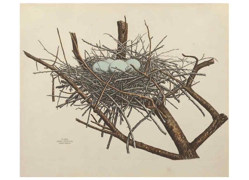 Reproducción/Reproduction 6056086470: Illustrations of the nests and eggs of birds of Ohio. v.1. Circleville, Ohio, U.S.A. :[s.n.],1886 