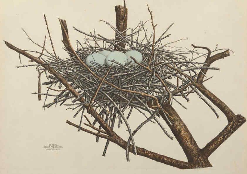 Reproducción/Reproduction 6056086470: Illustrations of the nests and eggs of birds of Ohio. v.1. Circleville, Ohio, U.S.A. :[s.n.],1886 
