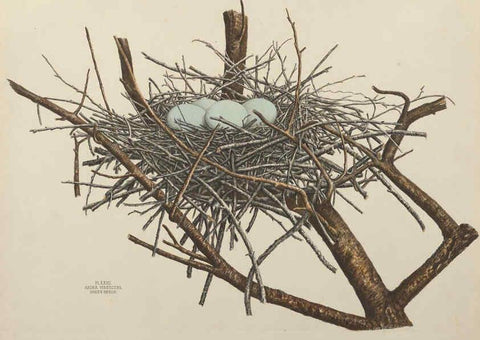 Reproducción/Reproduction 6056086470: Illustrations of the nests and eggs of birds of Ohio. v.1. Circleville, Ohio, U.S.A. :[s.n.],1886 