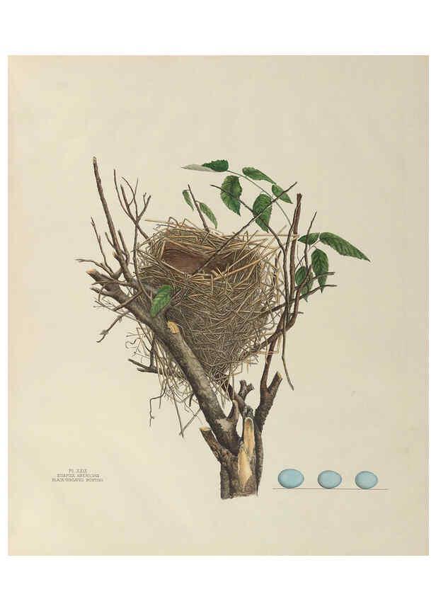 Reproducción/Reproduction 6056087112: Illustrations of the nests and eggs of birds of Ohio. v.1. Circleville, Ohio, U.S.A. :[s.n.],1886 