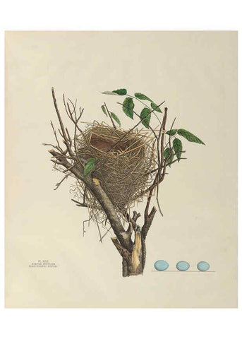 Reproducción/Reproduction 6056087112: Illustrations of the nests and eggs of birds of Ohio. v.1. Circleville, Ohio, U.S.A. :[s.n.],1886 