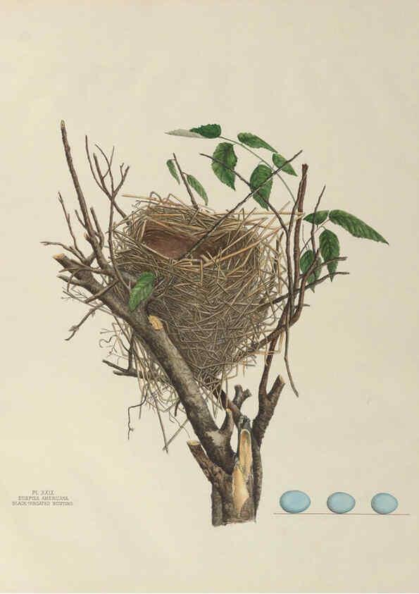 Reproducción/Reproduction 6056087112: Illustrations of the nests and eggs of birds of Ohio. v.1. Circleville, Ohio, U.S.A. :[s.n.],1886 