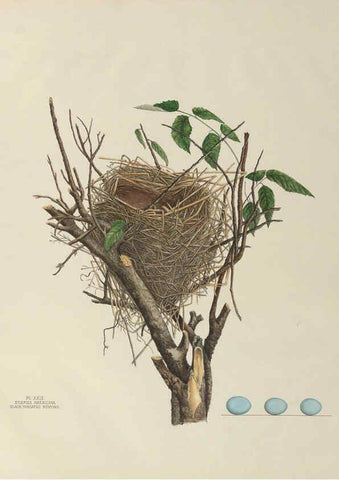 Reproducción/Reproduction 6056087112: Illustrations of the nests and eggs of birds of Ohio. v.1. Circleville, Ohio, U.S.A. :[s.n.],1886 
