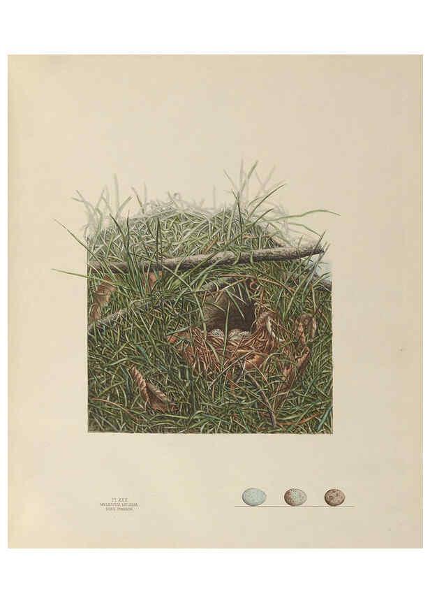 Reproducción/Reproduction 6056087386: Illustrations of the nests and eggs of birds of Ohio. v.1. Circleville, Ohio, U.S.A. :[s.n.],1886 