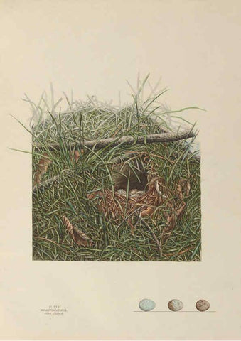 Reproducción/Reproduction 6056087386: Illustrations of the nests and eggs of birds of Ohio. v.1. Circleville, Ohio, U.S.A. :[s.n.],1886 