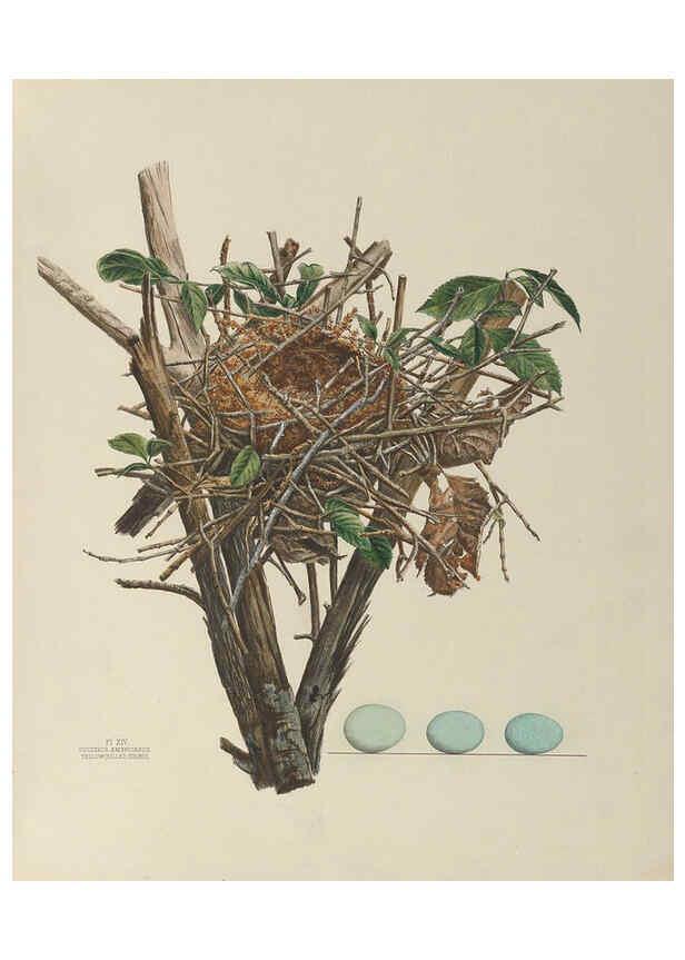 Reproducción/Reproduction 6055536761: Illustrations of the nests and eggs of birds of Ohio. v.1. Circleville, Ohio, U.S.A. :[s.n.],1886 