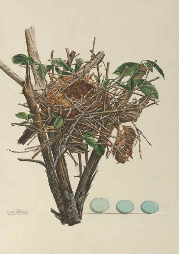 Reproducción/Reproduction 6055536761: Illustrations of the nests and eggs of birds of Ohio. v.1. Circleville, Ohio, U.S.A. :[s.n.],1886 