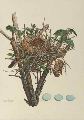 Reproducción/Reproduction 6055536761: Illustrations of the nests and eggs of birds of Ohio. v.1. Circleville, Ohio, U.S.A. :[s.n.],1886 