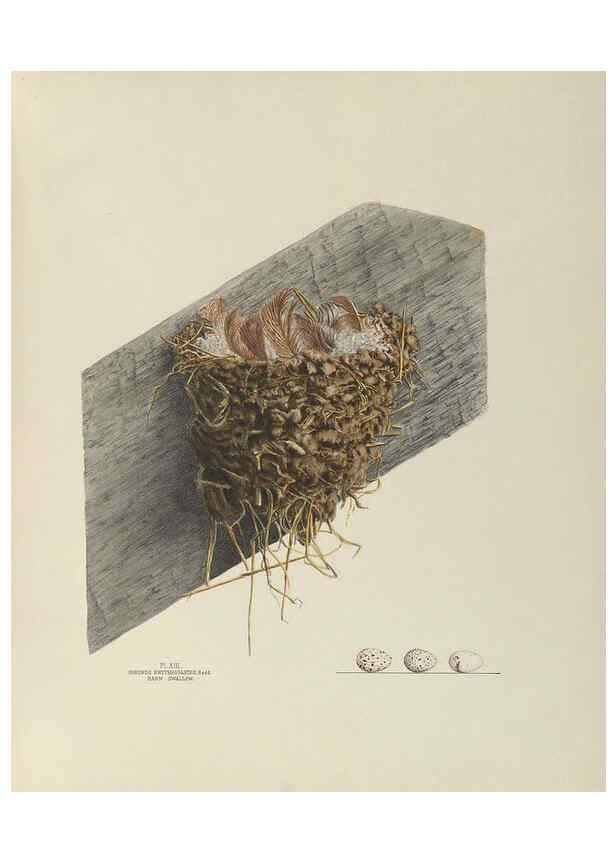 Reproducción/Reproduction 6056083452: Illustrations of the nests and eggs of birds of Ohio. v.1. Circleville, Ohio, U.S.A. :[s.n.],1886 