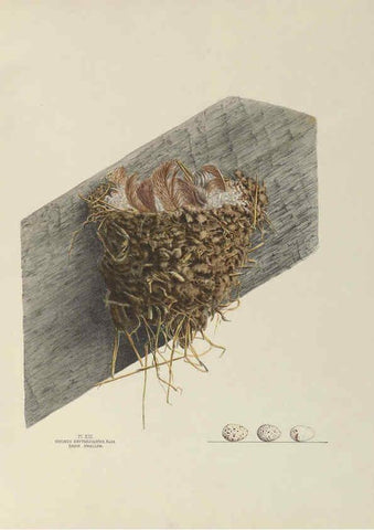 Reproducción/Reproduction 6056083452: Illustrations of the nests and eggs of birds of Ohio. v.1. Circleville, Ohio, U.S.A. :[s.n.],1886 