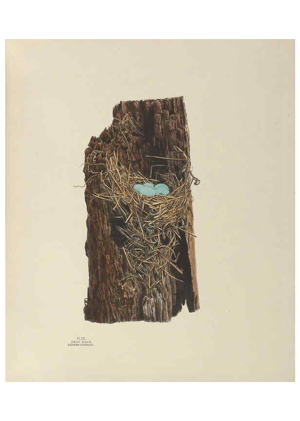 Reproducción/Reproduction 6056083270: Illustrations of the nests and eggs of birds of Ohio. v.1. Circleville, Ohio, U.S.A. :[s.n.],1886 