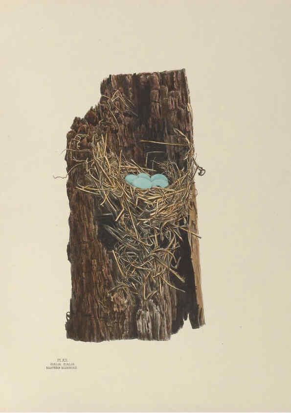 Reproducción/Reproduction 6056083270: Illustrations of the nests and eggs of birds of Ohio. v.1. Circleville, Ohio, U.S.A. :[s.n.],1886 