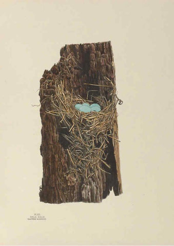 Reproducción/Reproduction 6056083270: Illustrations of the nests and eggs of birds of Ohio. v.1. Circleville, Ohio, U.S.A. :[s.n.],1886 