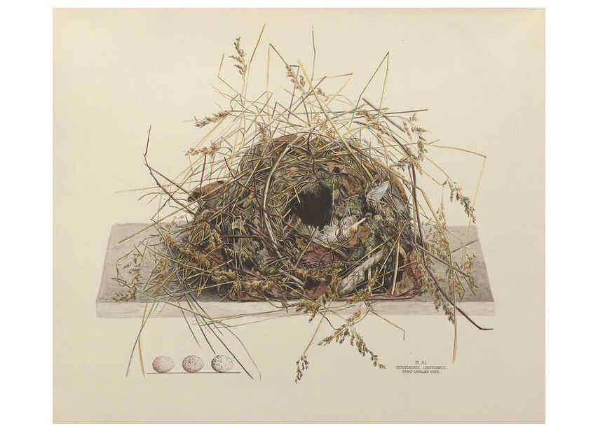 Reproducción/Reproduction 6055536281: Illustrations of the nests and eggs of birds of Ohio. v.1. Circleville, Ohio, U.S.A. :[s.n.],1886 
