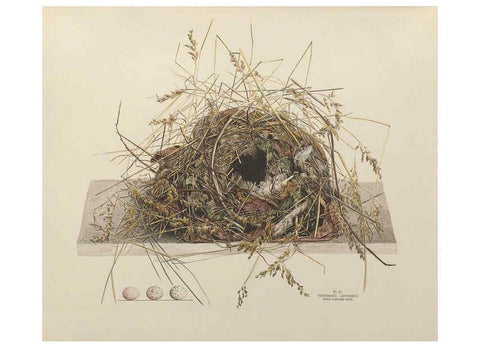 Reproducción/Reproduction 6055536281: Illustrations of the nests and eggs of birds of Ohio. v.1. Circleville, Ohio, U.S.A. :[s.n.],1886 