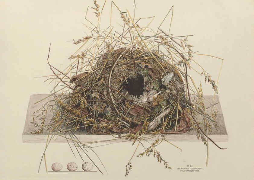 Reproducción/Reproduction 6055536281: Illustrations of the nests and eggs of birds of Ohio. v.1. Circleville, Ohio, U.S.A. :[s.n.],1886 