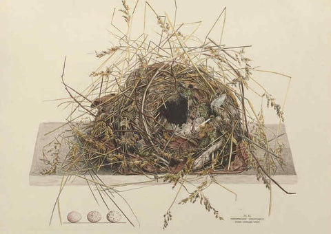 Reproducción/Reproduction 6055536281: Illustrations of the nests and eggs of birds of Ohio. v.1. Circleville, Ohio, U.S.A. :[s.n.],1886 