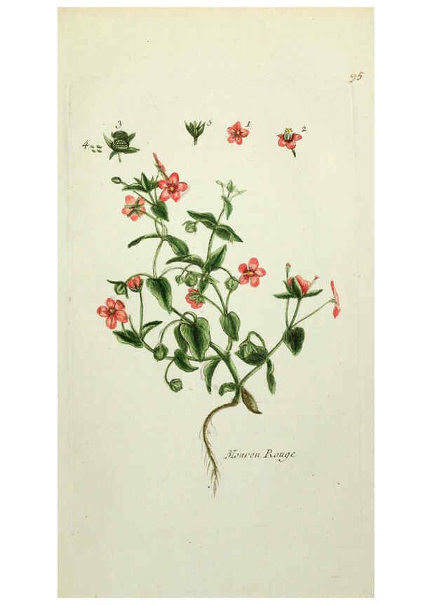 Reproducción/Reproduction 6055495131: Flora Parisiensis. v.1. Paris,P.F. Didot,1776-1783